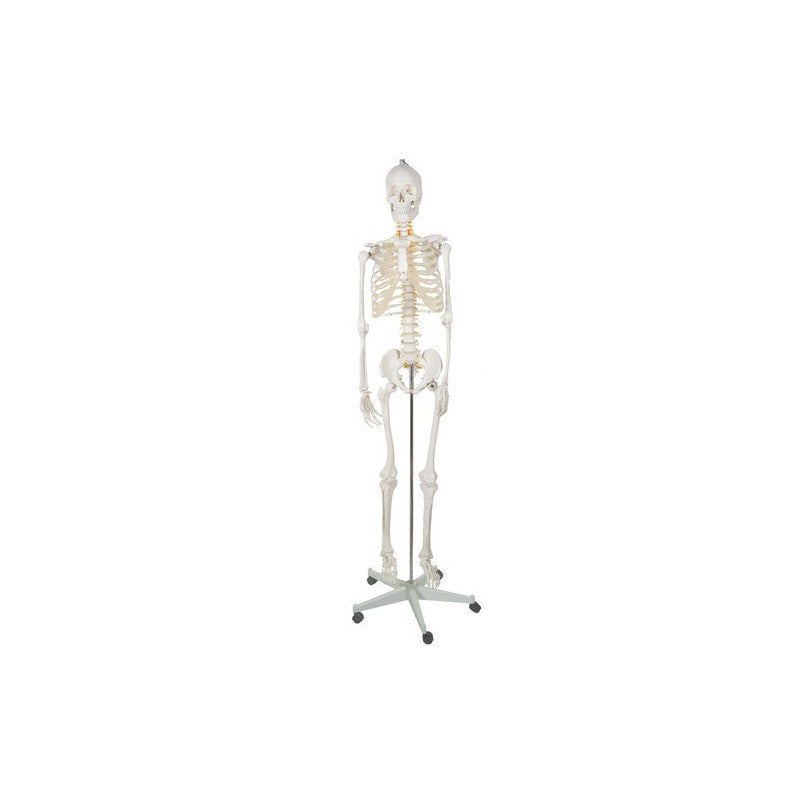 Emberi csontváz - 170cm magas Malatec 22583, anatómiai modell, iskolai segédeszköz, oktatási eszköz, orvosi modellezés