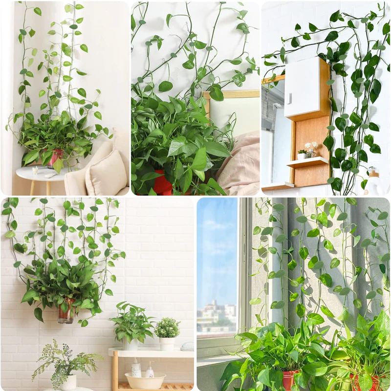 Kúszó/Futó Növény Rögzítő (10db)