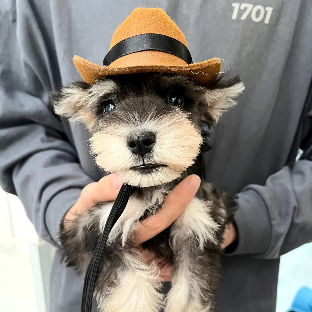 Macska-cowboy Sapka