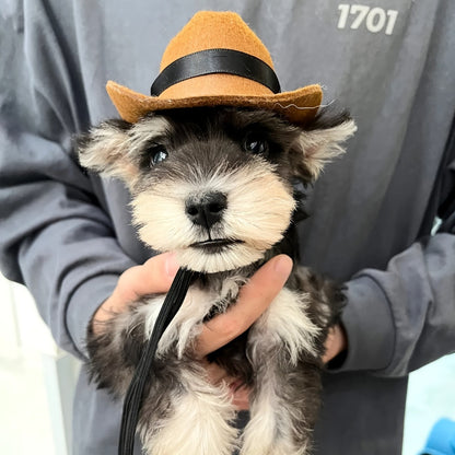 Macska-cowboy Sapka
