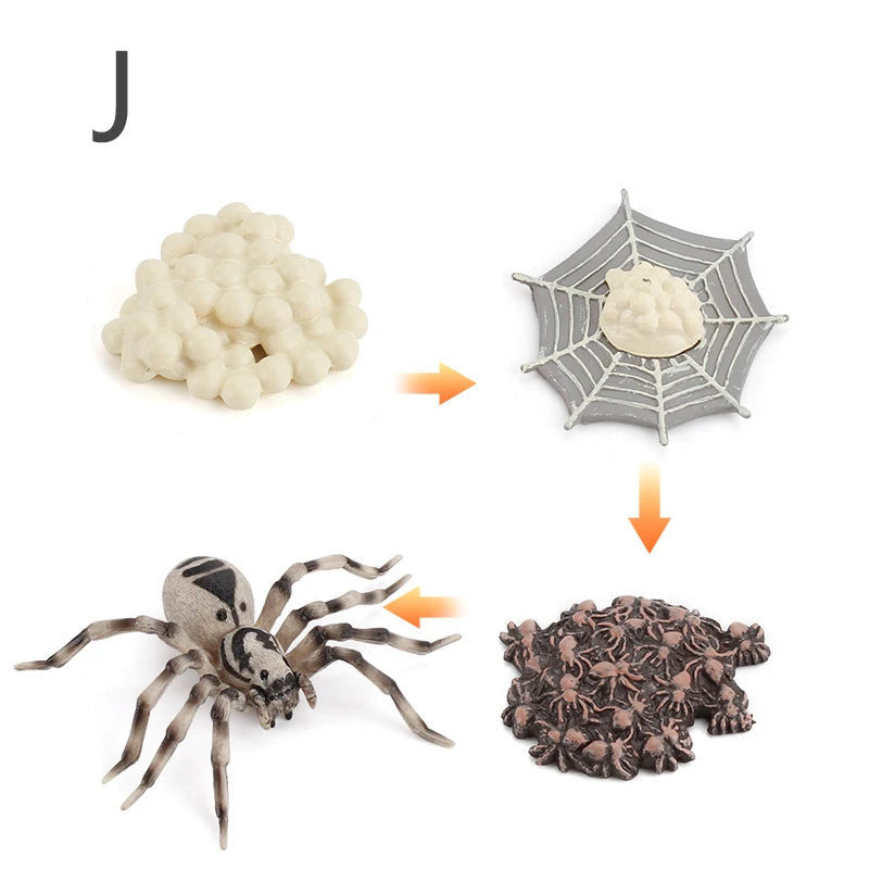 Életciklus Modell - oktató játék