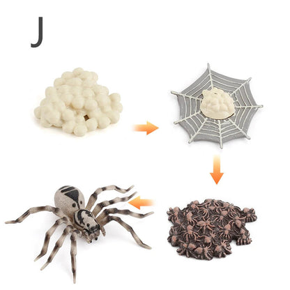 Életciklus Modell - oktató játék
